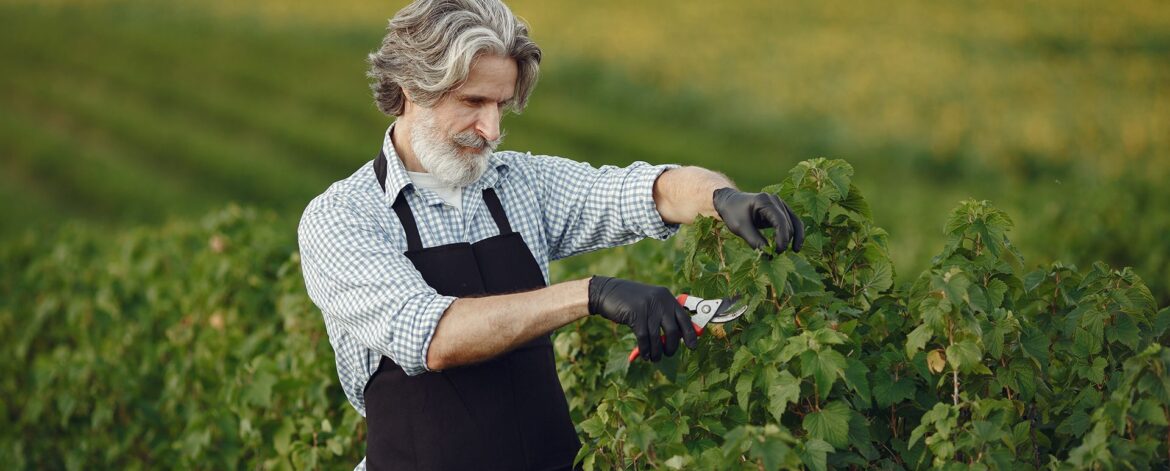 man-trimming-bough-brush-senior-black-apron man-trimming-bough-brush-senior-black-apron